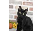 Adopt Sammy (Anna's Litter) a All Black Domestic Shorthair / Mixed (short coat)