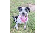 Adopt BING a Black Catahoula Leopard Dog / Mixed dog in Murfreesboro