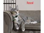 Adopt Rascal a Brown Tabby Domestic Shorthair (short coat) cat in Mooresville