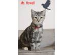 Adopt Mrs. Howell a Black (Mostly) Domestic Shorthair (short coat) cat in