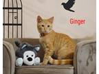 Adopt Ginger a Orange or Red Tabby Domestic Shorthair (short coat) cat in