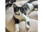 Adopt Oreo a Black & White or Tuxedo Domestic Shorthair / Mixed cat in Palatine