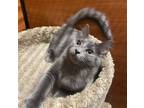 Adopt Ash Wolf a Gray or Blue Domestic Longhair / Mixed cat in Phillipsburg