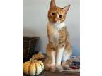 Adopt Jess a Orange or Red (Mostly) Domestic Shorthair / Mixed cat in