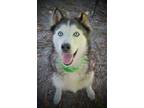 Adopt Wolfy a Mixed Breed (Medium) / Mixed dog in Ocala, FL (38888545)