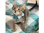 Adopt Ken a Domestic Shorthair / Mixed cat in Salt Lake City, UT (38772547)