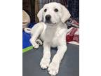 Adopt Delos a Great Pyrenees, Mixed Breed