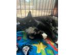 Adopt Little Bit a Domestic Longhair / Mixed (short coat) cat in Newberg