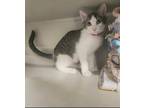 Adopt Helix a Gray or Blue Domestic Shorthair / Domestic Shorthair / Mixed cat