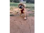 Adopt Jack a Tan/Yellow/Fawn Mixed Breed (Medium) / Mixed dog in Oklahoma City