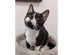 Adopt Tuxy a Black & White or Tuxedo Domestic Shorthair / Mixed cat in San