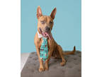 Adopt Butter a Tan/Yellow/Fawn Mixed Breed (Large) / Mixed dog in New Smyrna