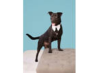 Adopt Maverick a Black Mixed Breed (Medium) / Mixed dog in New Smyrna Beach