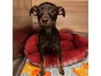Adopt Sprout a Wirehaired Terrier