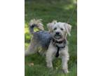 Adopt Tawny a Tan/Yellow/Fawn Cairn Terrier dog in Kelowna, BC (38729015)