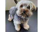 Adopt Teddy Campbell a Yorkshire Terrier