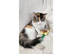 Adopt Elsa a Domestic Shorthair / Mixed cat in Salt Lake City, UT (38612063)
