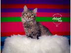 Adopt Elle a Domestic Longhair / Mixed cat in Salt Lake City, UT (38872412)