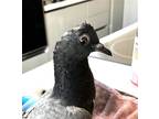 Adopt Monk w/ Mouse a Pigeon bird in San Francisco, CA (38842058)