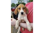 Adopt Mickey a Hound (Unknown Type) / Mixed dog in El Dorado, AR (38677751)