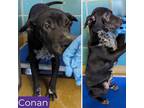 Adopt Conan a Black German Shepherd Dog / Mixed dog in San Antonio