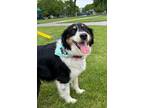 Adopt Charles III $450 a Australian Shepherd