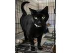 Adopt Lucky (FCID# 07/17/2023 - 94 Trainer) a All Black Domestic Shorthair /