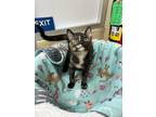 Adopt Moon a Tortoiseshell Domestic Shorthair (short coat) cat in Parlier