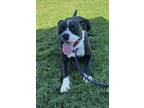 Adopt Greg a American Staffordshire Terrier / Mixed dog in Tulare, CA (38755717)