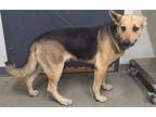 Adopt Tyson a German Shepherd Dog / Mixed dog in Tulare, CA (38755716)