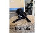 Adopt Bramble a Black - with White Boxer / Labrador Retriever dog in