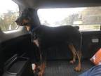 Adopt Scooter a Rottweiler