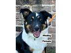 Adopt Medley a Tricolor (Tan/Brown & Black & White) Border Collie / Mixed Breed
