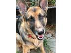 Adopt Bondo a Black - with Tan, Yellow or Fawn German Shepherd Dog / Mixed dog