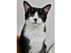 Adopt Nebi 4045 a Domestic Shorthair / Mixed cat in Vista, CA (38871202)