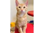 Adopt Apricot a Orange or Red (Mostly) Domestic Shorthair / Mixed (short coat)