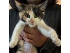 Adopt Chyna (MC) a Calico or Dilute Calico Domestic Shorthair / Mixed (short