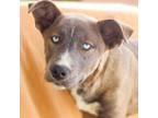 Adopt Kleos 24-04-026 a Husky, Pit Bull Terrier