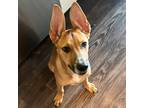 Adopt Nefertiti a Tan/Yellow/Fawn German Shepherd Dog / Black Mouth Cur / Mixed