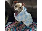 Adopt Bramble a Tan/Yellow/Fawn American Staffordshire Terrier / Mixed dog in