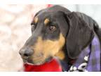 Adopt Harley a Doberman Pinscher dog in Windsor, CO (38900568)