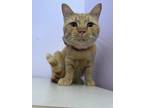 Adopt Clyde a Domestic Shorthair / Mixed cat in Wheaton, IL (38819287)