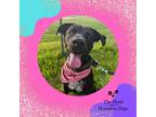 Adopt Penny a Black Labrador Retriever / Mixed dog in Cumberland, RI (38858226)