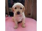 Mutt Puppy for sale in Southaven, MS, USA