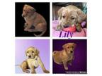 Golden Retriever Puppy for sale in Southaven, MS, USA
