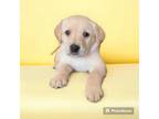 Golden Retriever Puppy for sale in Southaven, MS, USA