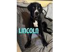 Adopt Lincoln a Catahoula Leopard Dog / Labrador Retriever / Mixed dog in Little