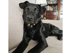 Adopt HEATHER a Retriever (Unknown Type) / Shepherd (Unknown Type) dog in