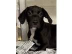 Adopt Olaf a Pit Bull Terrier / Mixed dog in Birmingham, AL (38891151)
