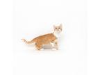Adopt Logan a Orange or Red Domestic Shorthair / Mixed cat in Playa Vista